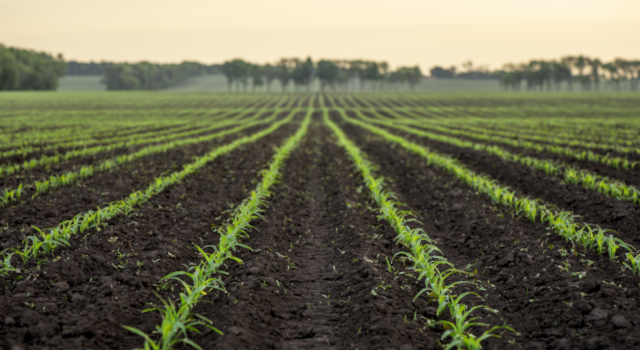 Field of young corn